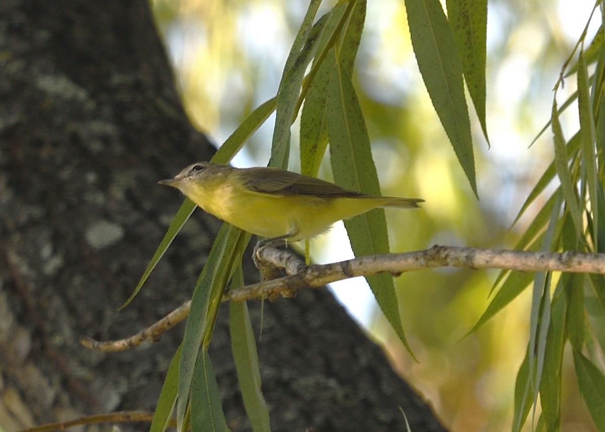 Philadelphia Vireo - ML642111193