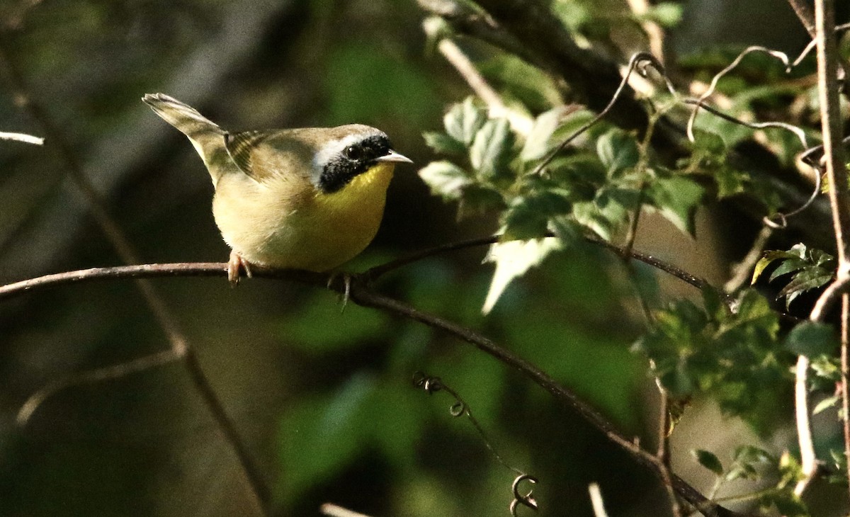 Common Yellowthroat - ML642111195