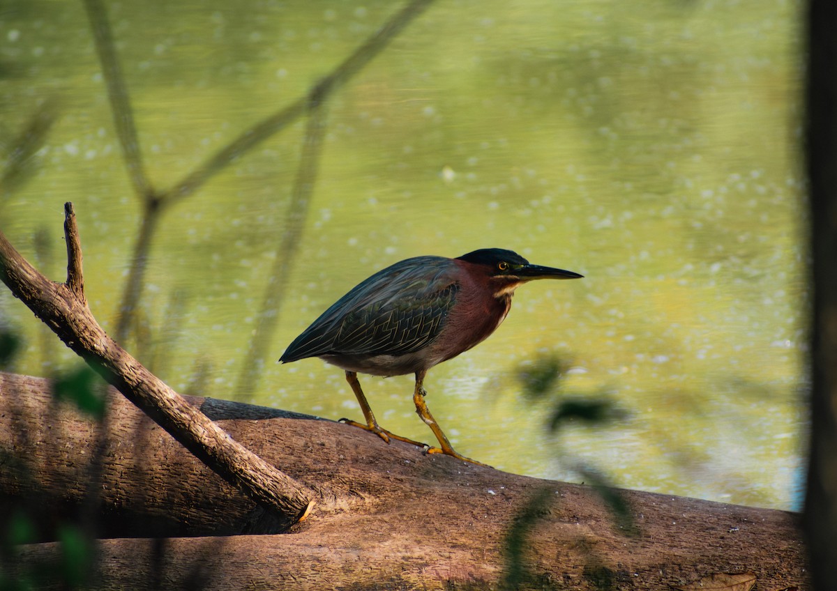 Green Heron - ML642111197