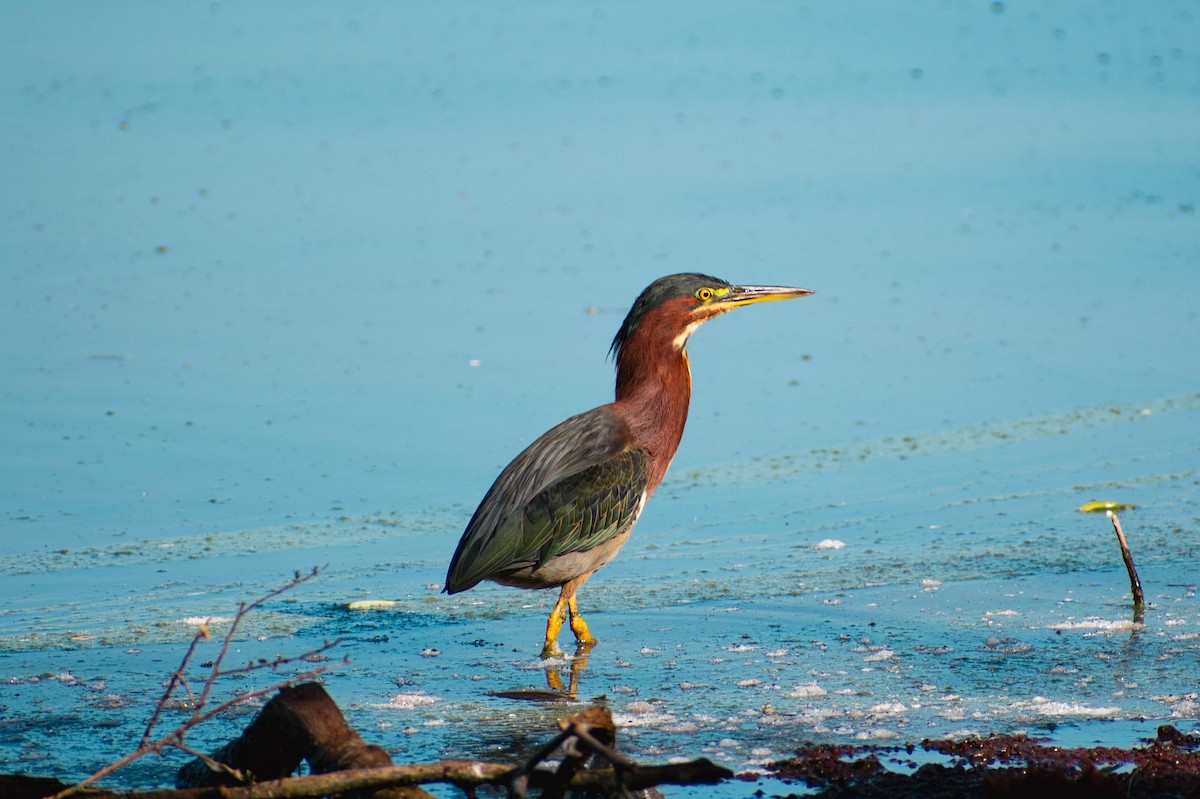 Green Heron - ML642111199