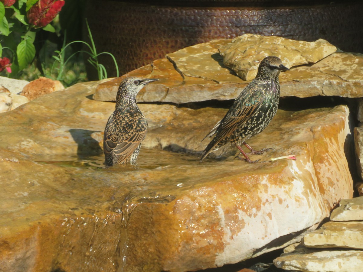 European Starling - ML642111201