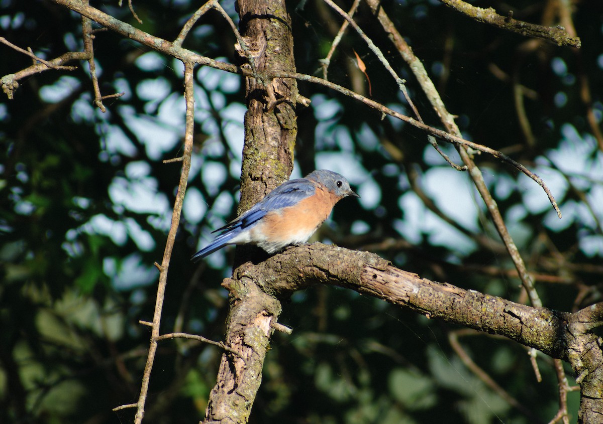 Eastern Bluebird - ML642111205