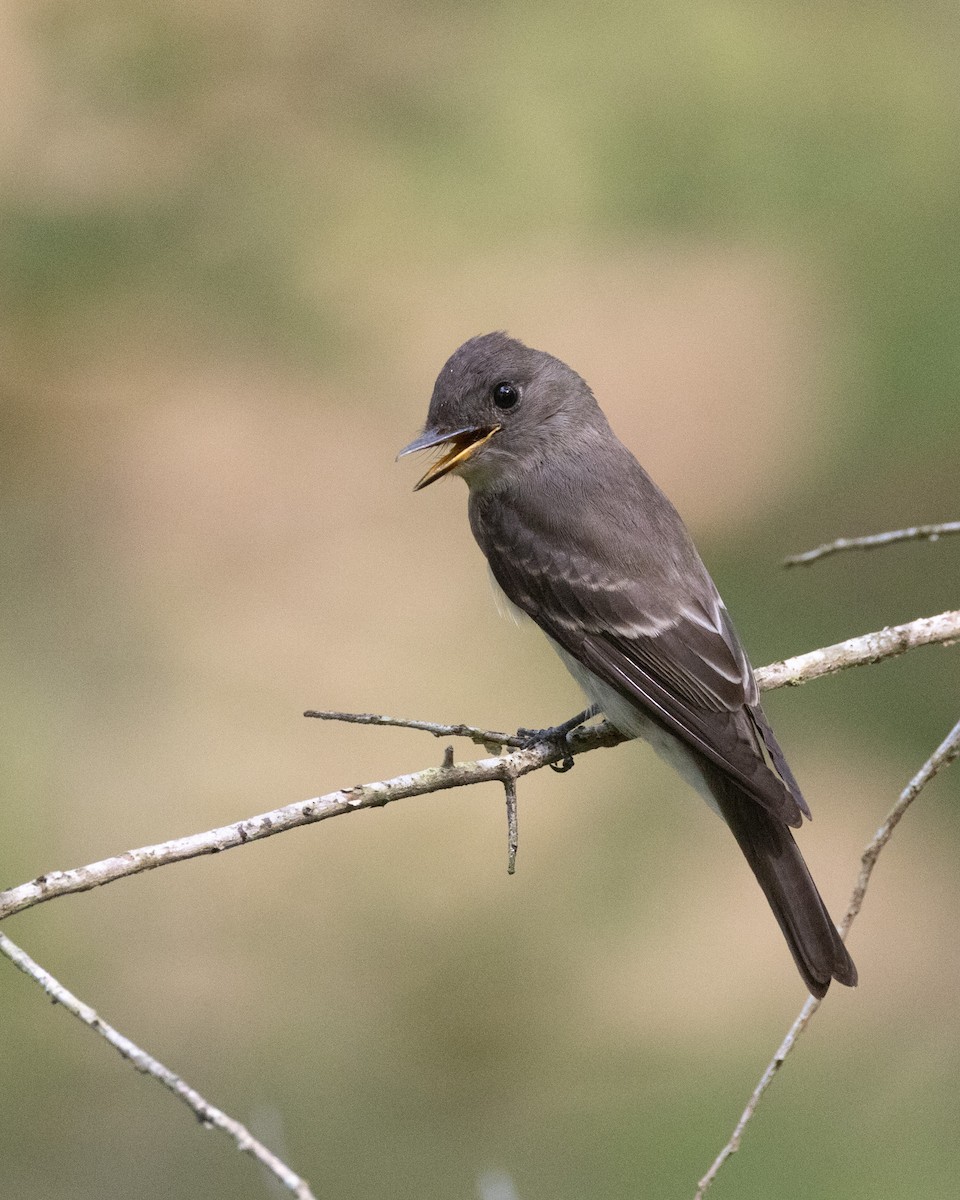 Eastern Wood-Pewee - ML642111206