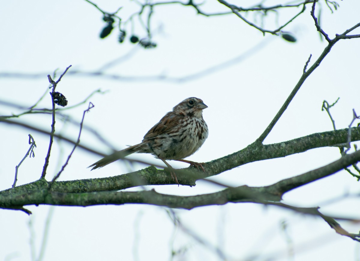 Song Sparrow - ML642111208