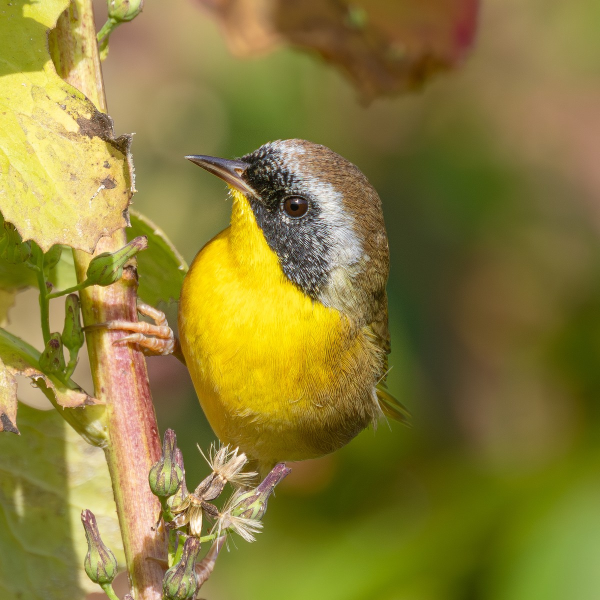 Common Yellowthroat - ML642111209
