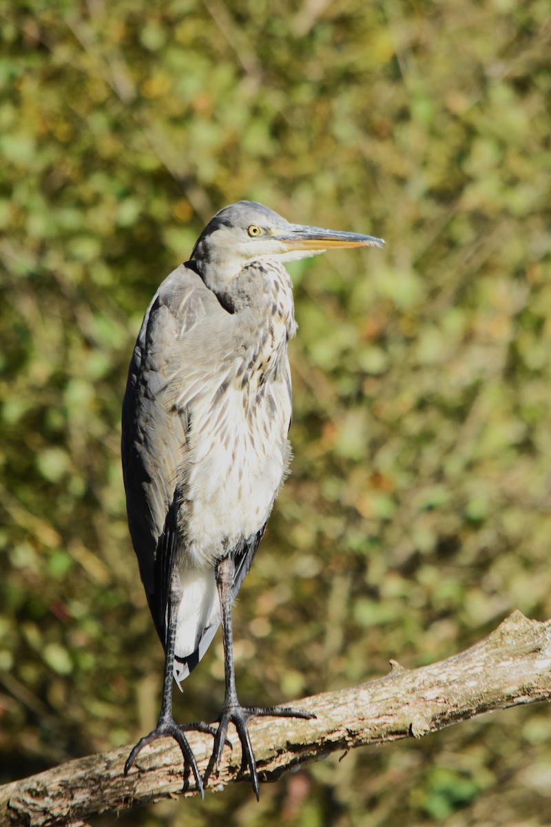 Gray Heron - ML642111210