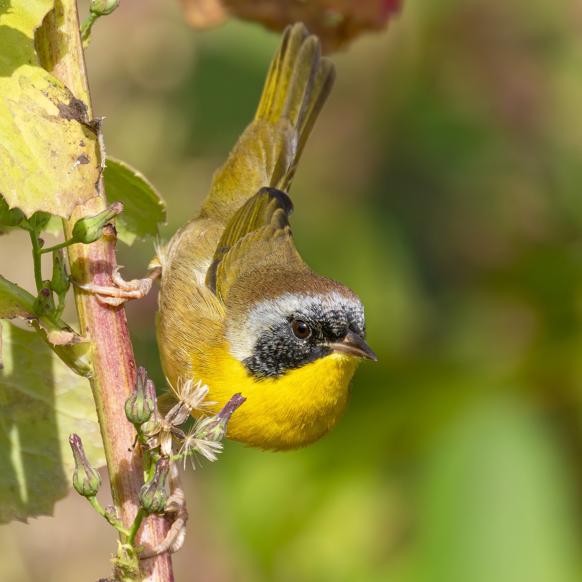 Common Yellowthroat - ML642111212
