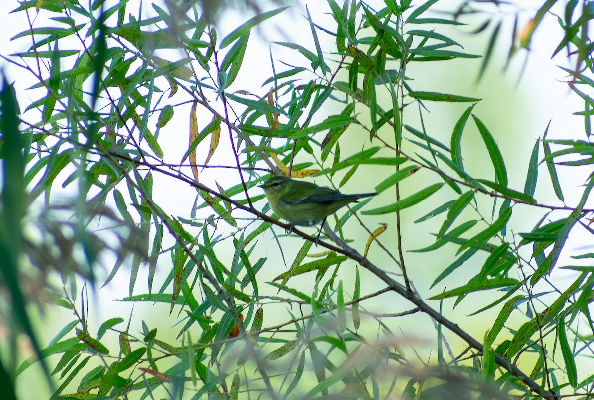 Tennessee Warbler - ML642111213