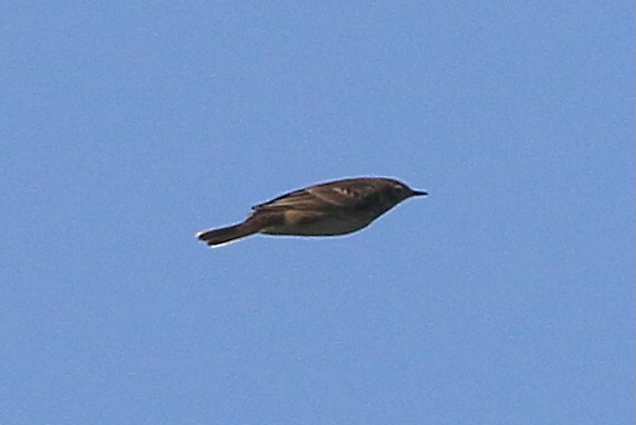 American Pipit - ML642111214