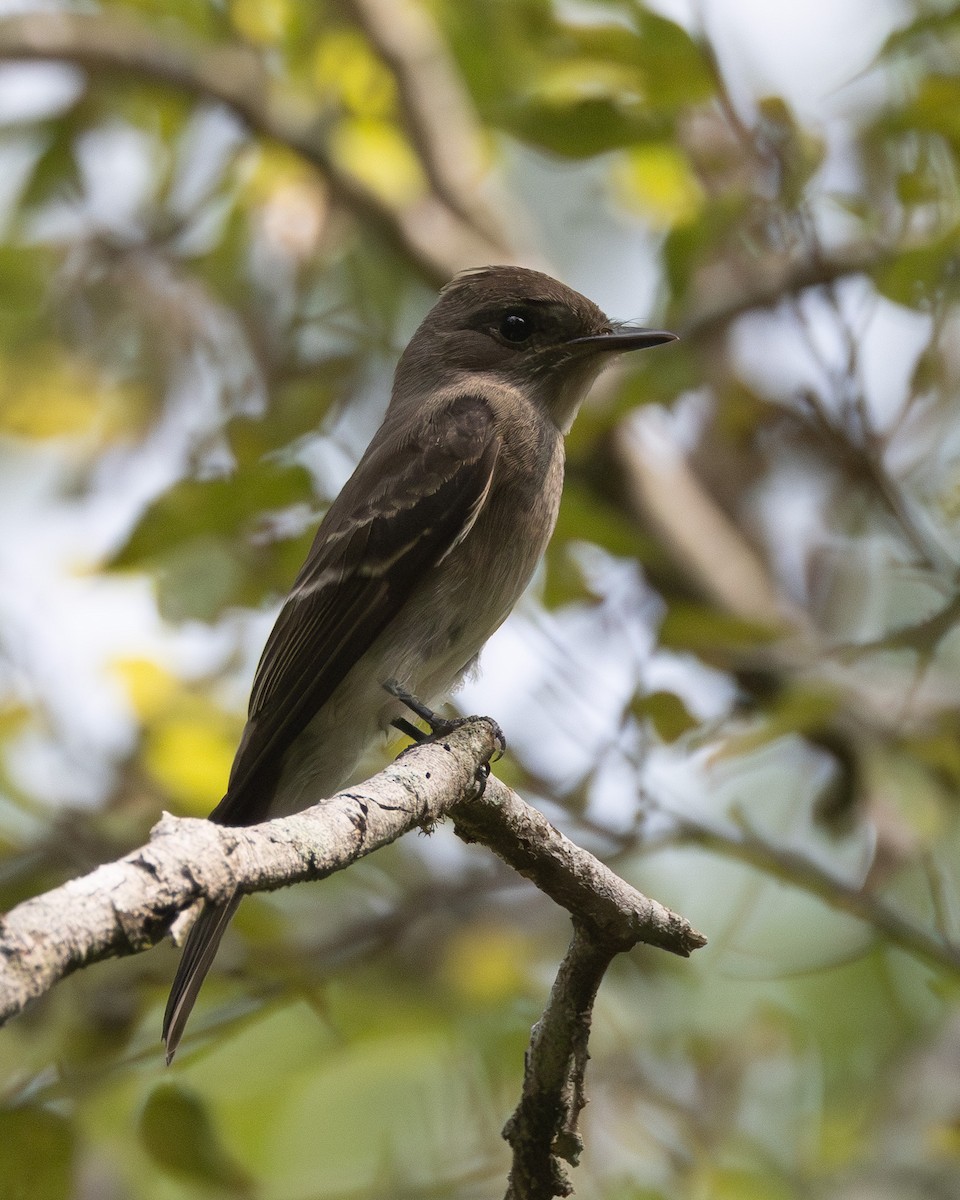 Eastern Wood-Pewee - ML642111215
