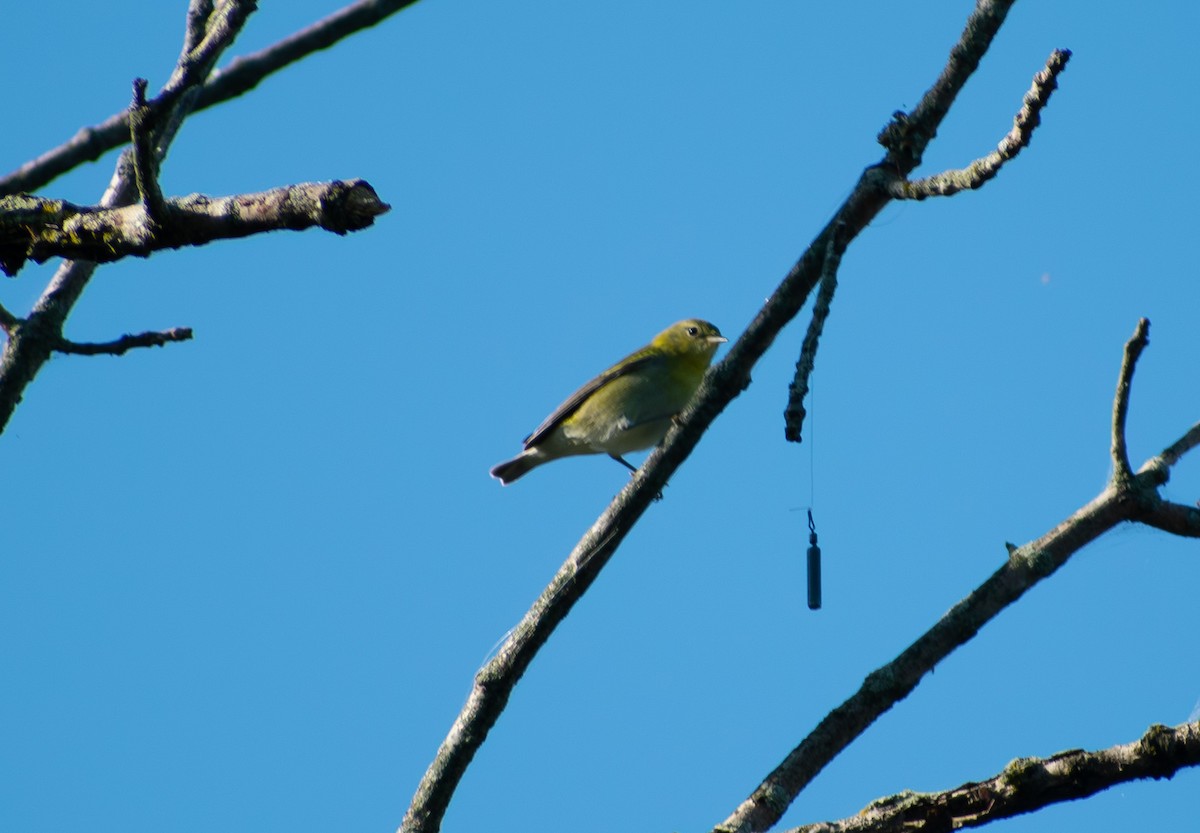 Tennessee Warbler - ML642111216