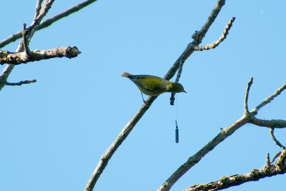 Tennessee Warbler - ML642111219