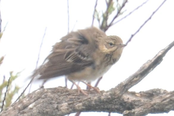 Tree Pipit - ML642111232