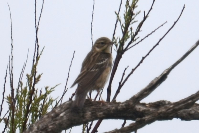 Tree Pipit - ML642111233