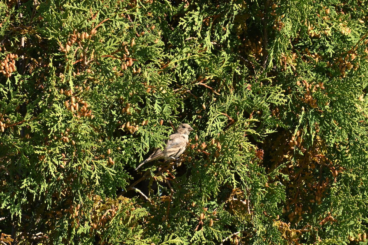 House Finch - ML642111240