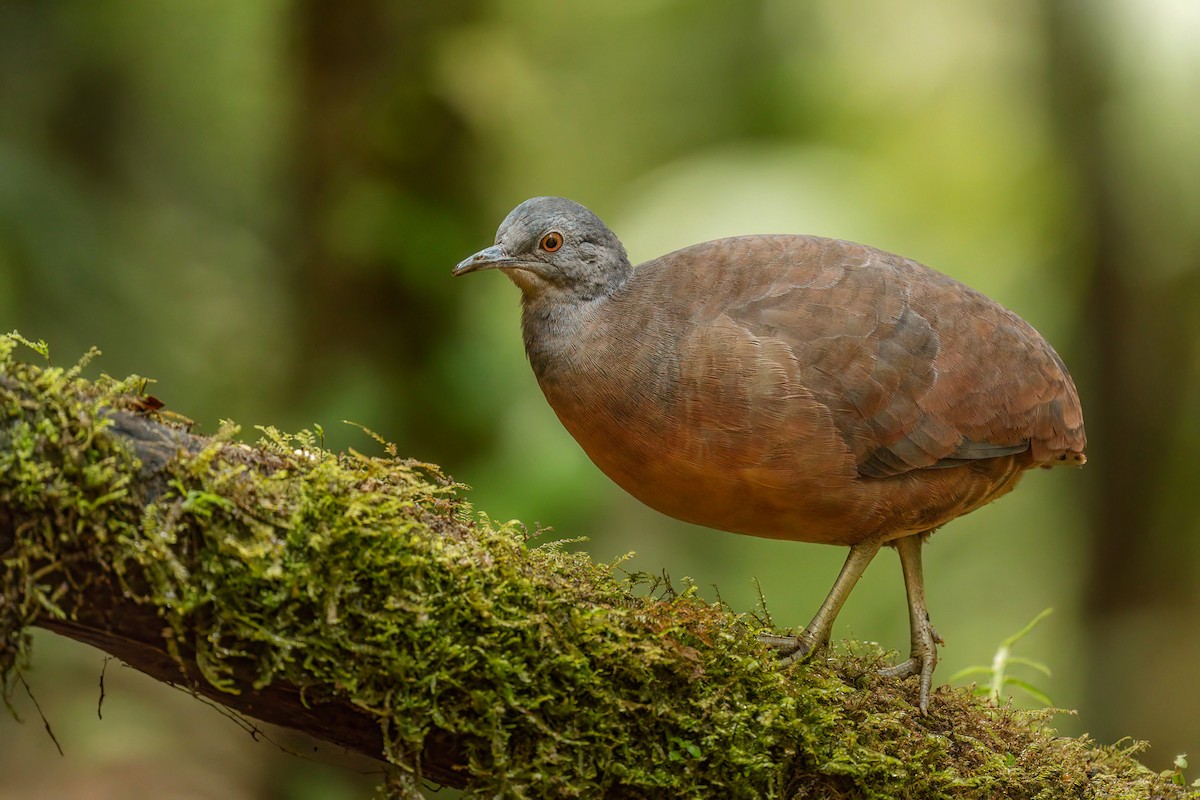 Little Tinamou - ML642111253