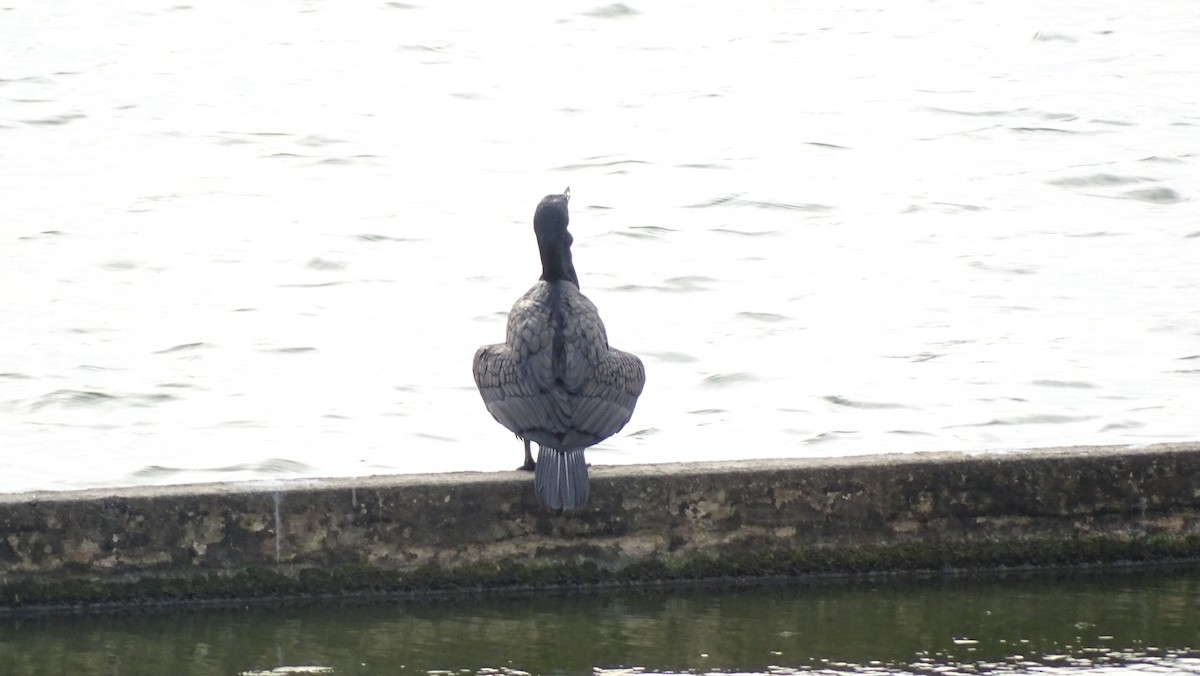Grand Cormoran - ML642111263