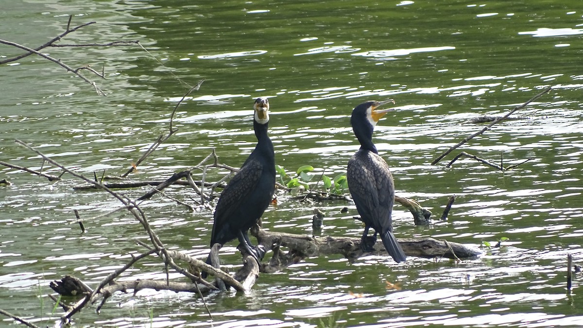 Grand Cormoran - ML642111265