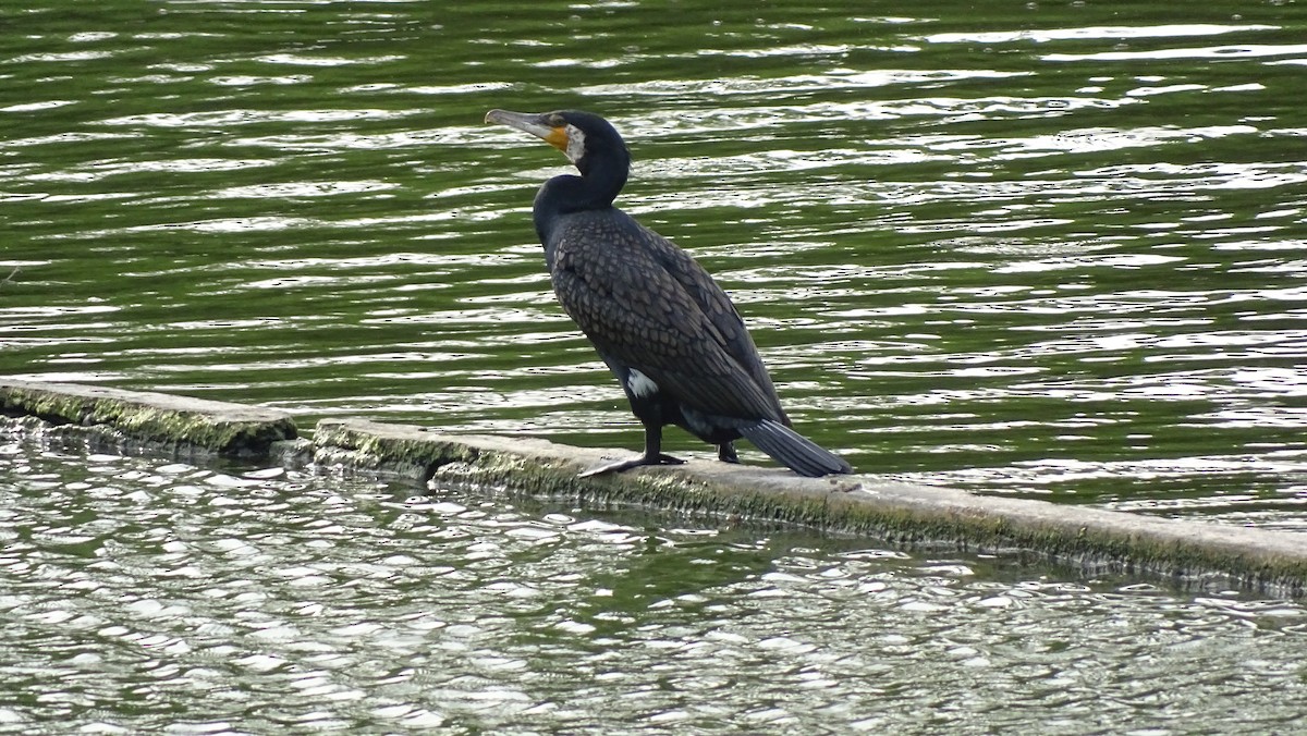 Grand Cormoran - ML642111266