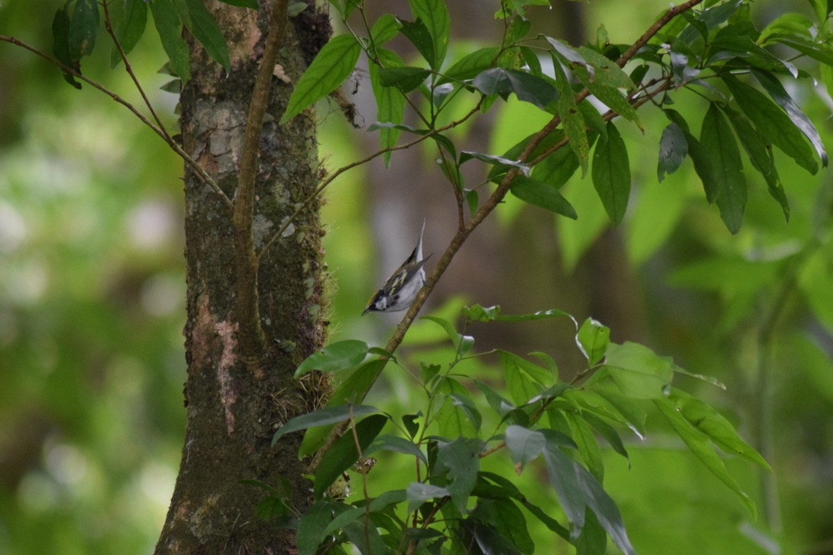 brunsideparula - ML642111284