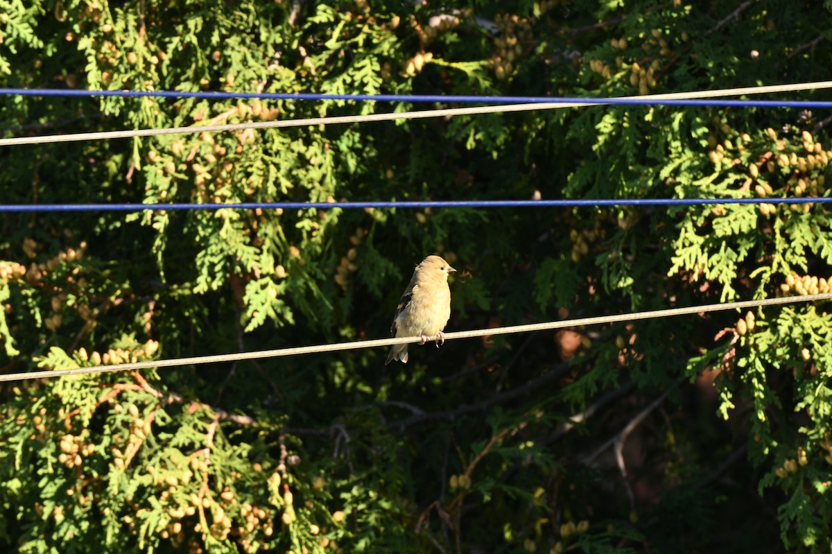 gulstillits - ML642111287