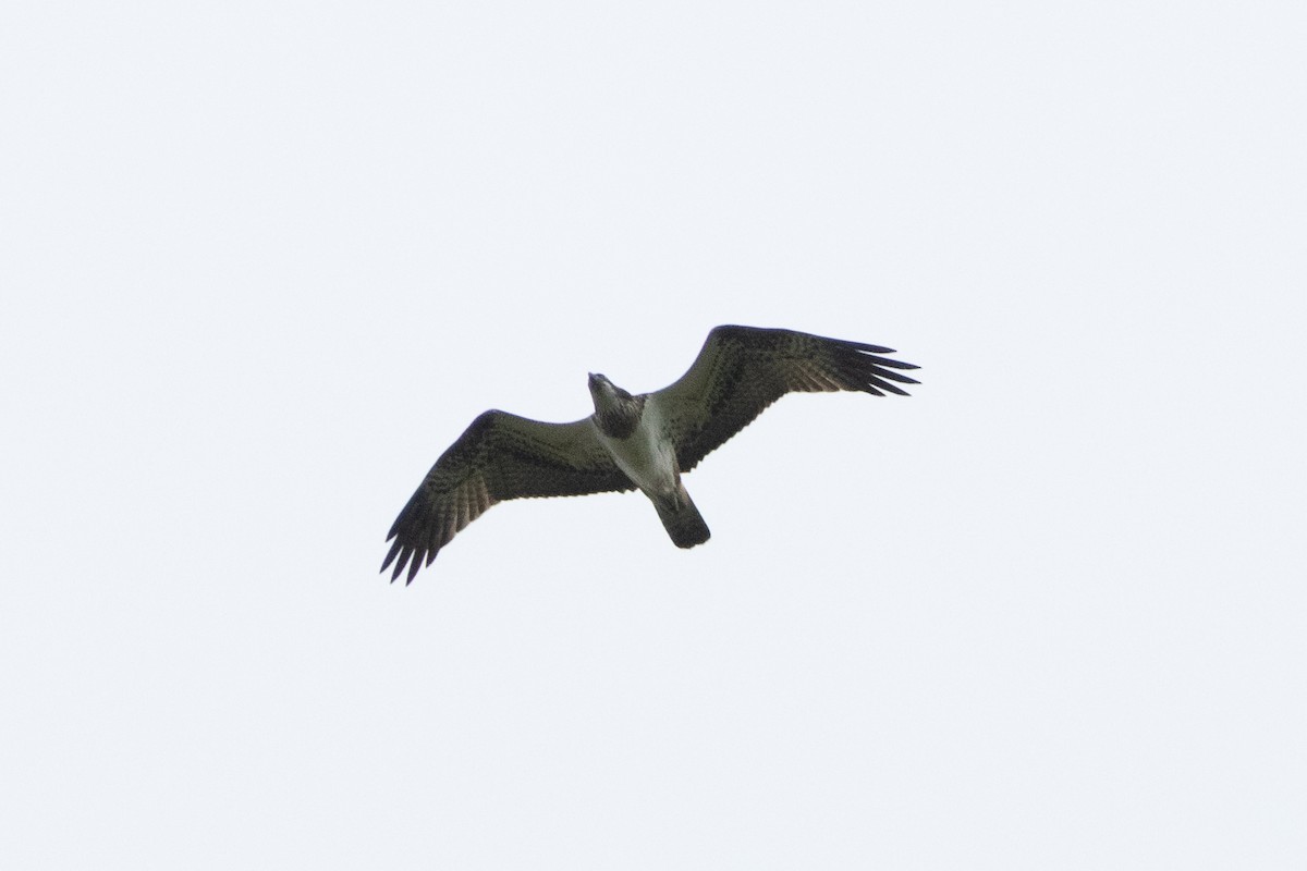 fiskeørn - ML642111297