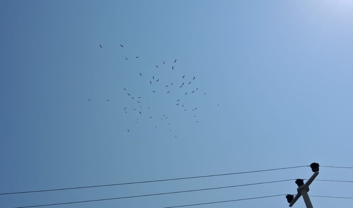 stork - ML642111306