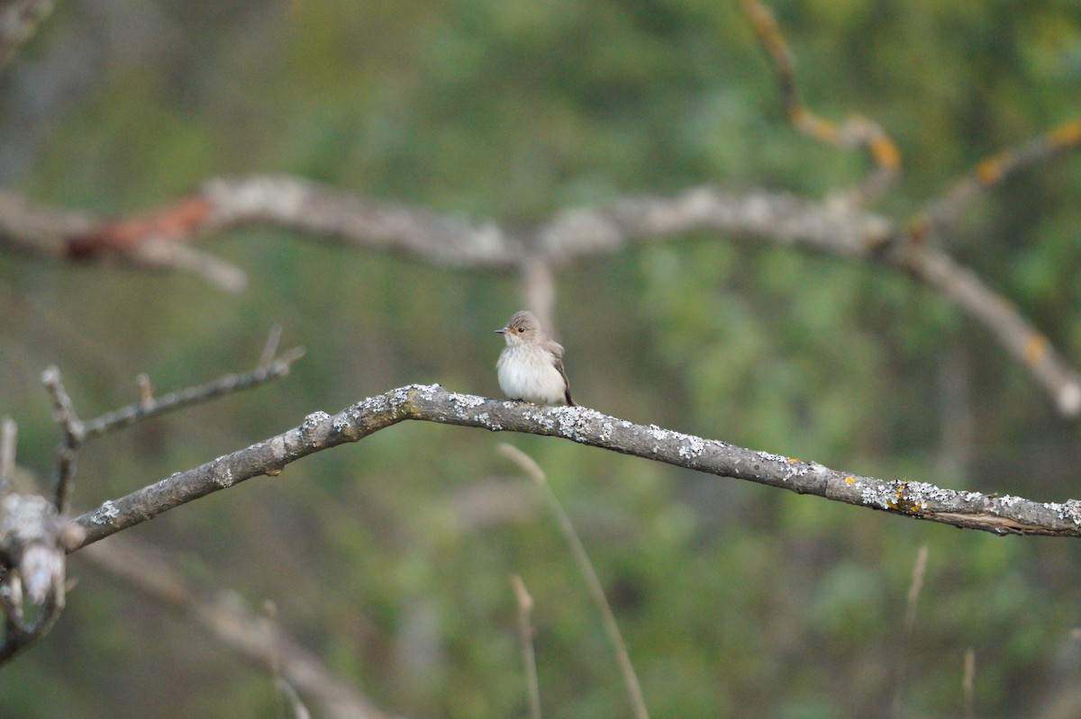 Spotted Flycatcher - ML642111319