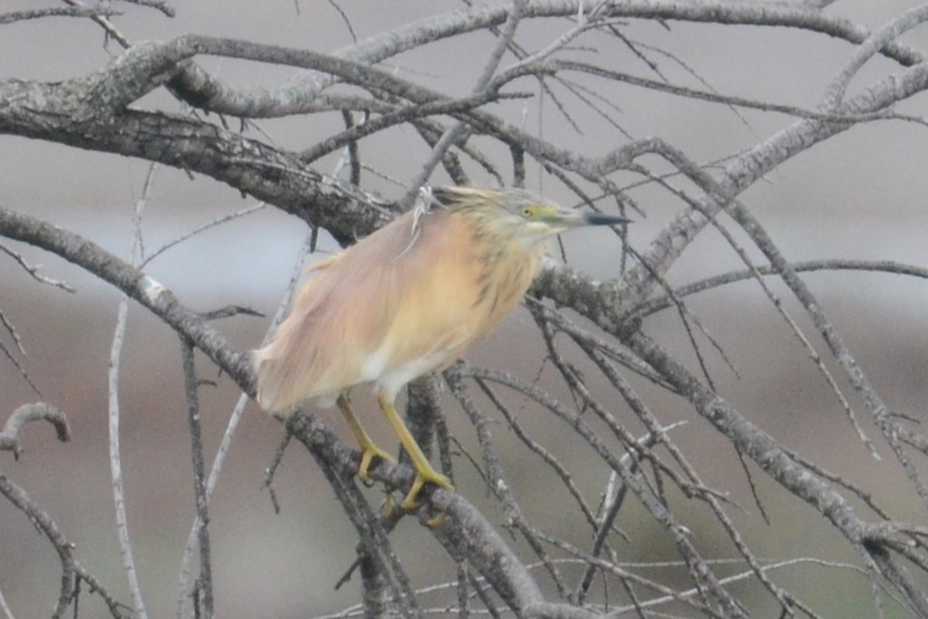 Koartzatxo karramarrozalea - ML642111320