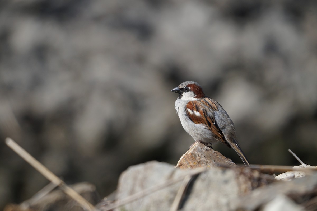 Serçe - ML642111324