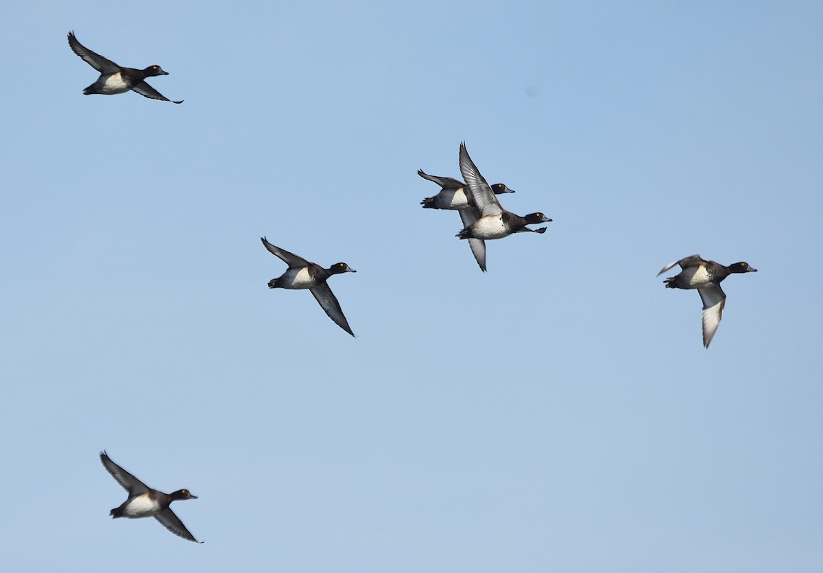 Tufted Duck - ML642111326