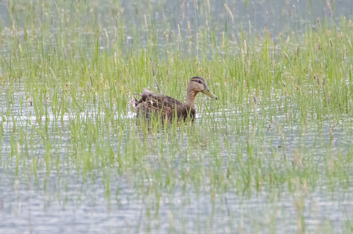 Mallard x Mexican Duck (hybrid) - ML642111344