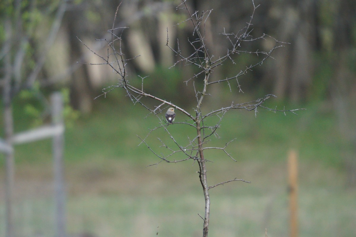 Kuyrukkakan - ML642111355