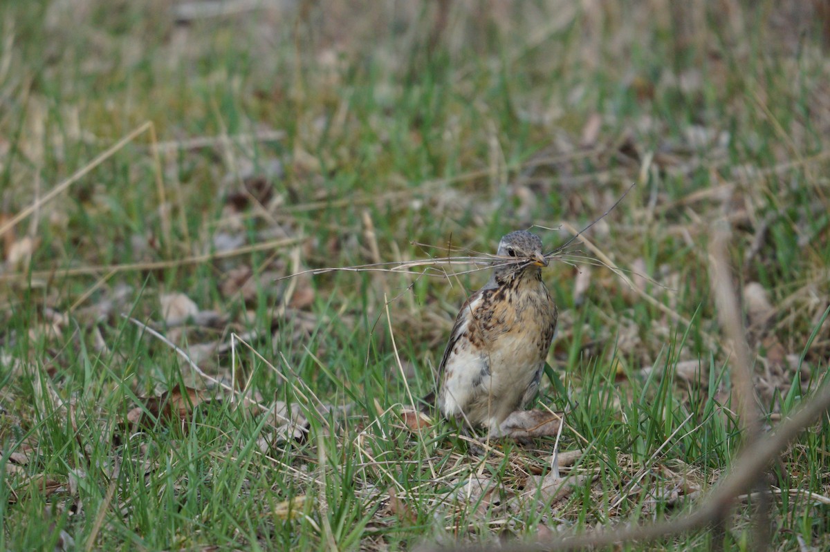 Tarla Ardıcı - ML642111373