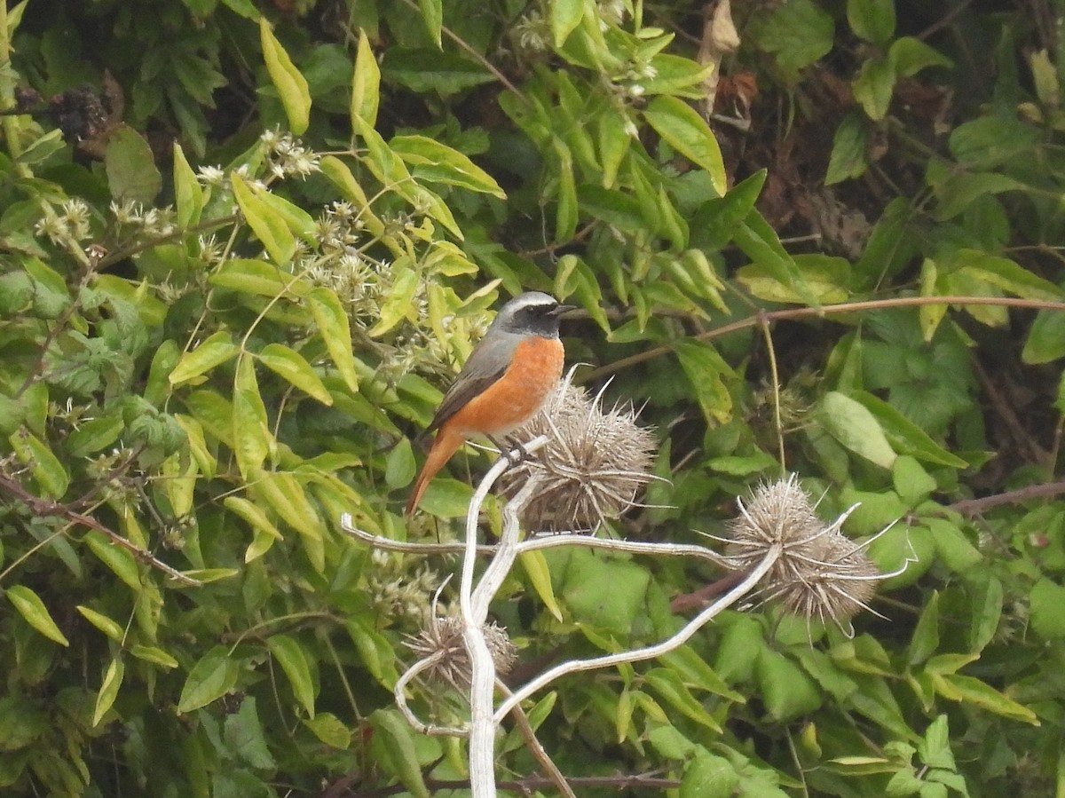 Common Redstart - ML642111402