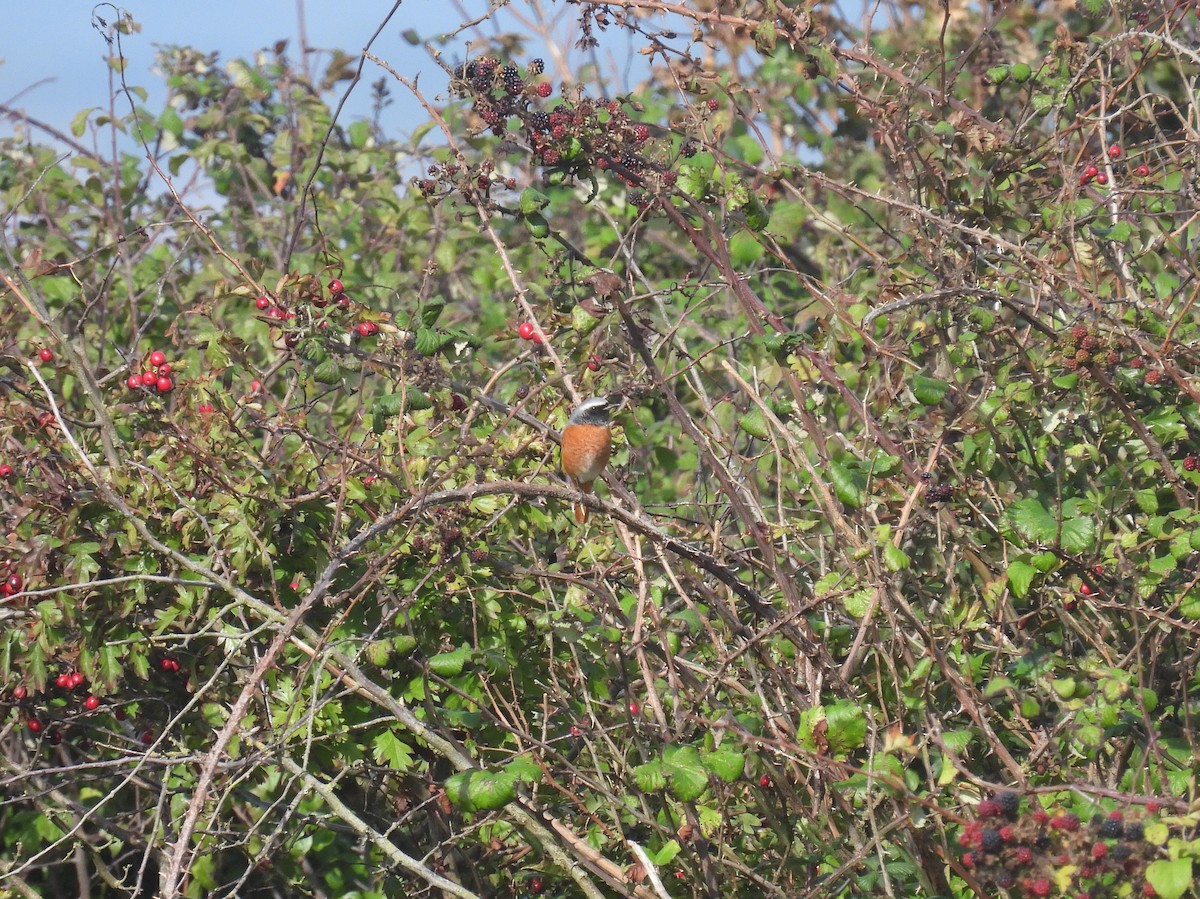 Common Redstart - ML642111403