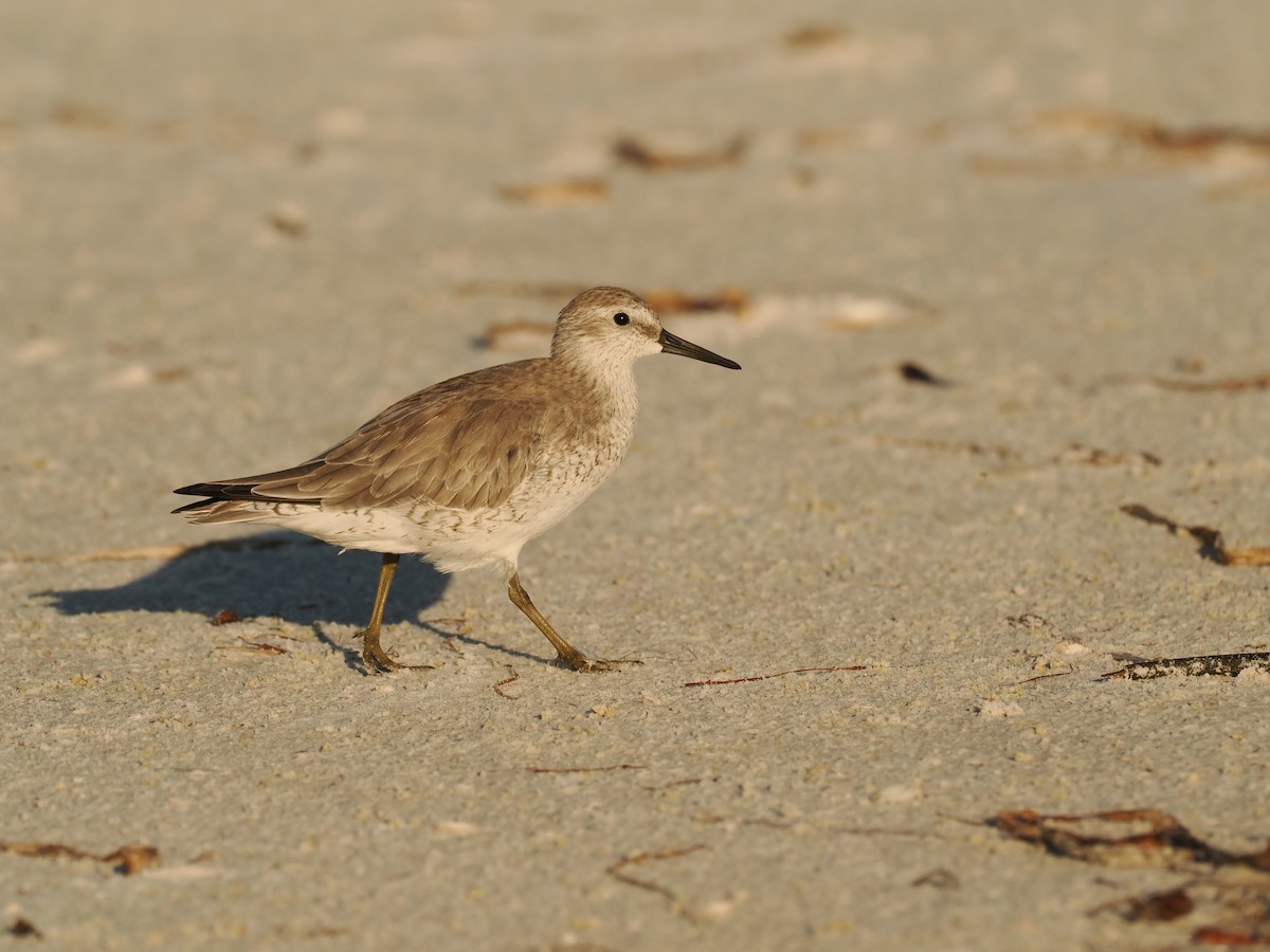 Red Knot - ML642111423