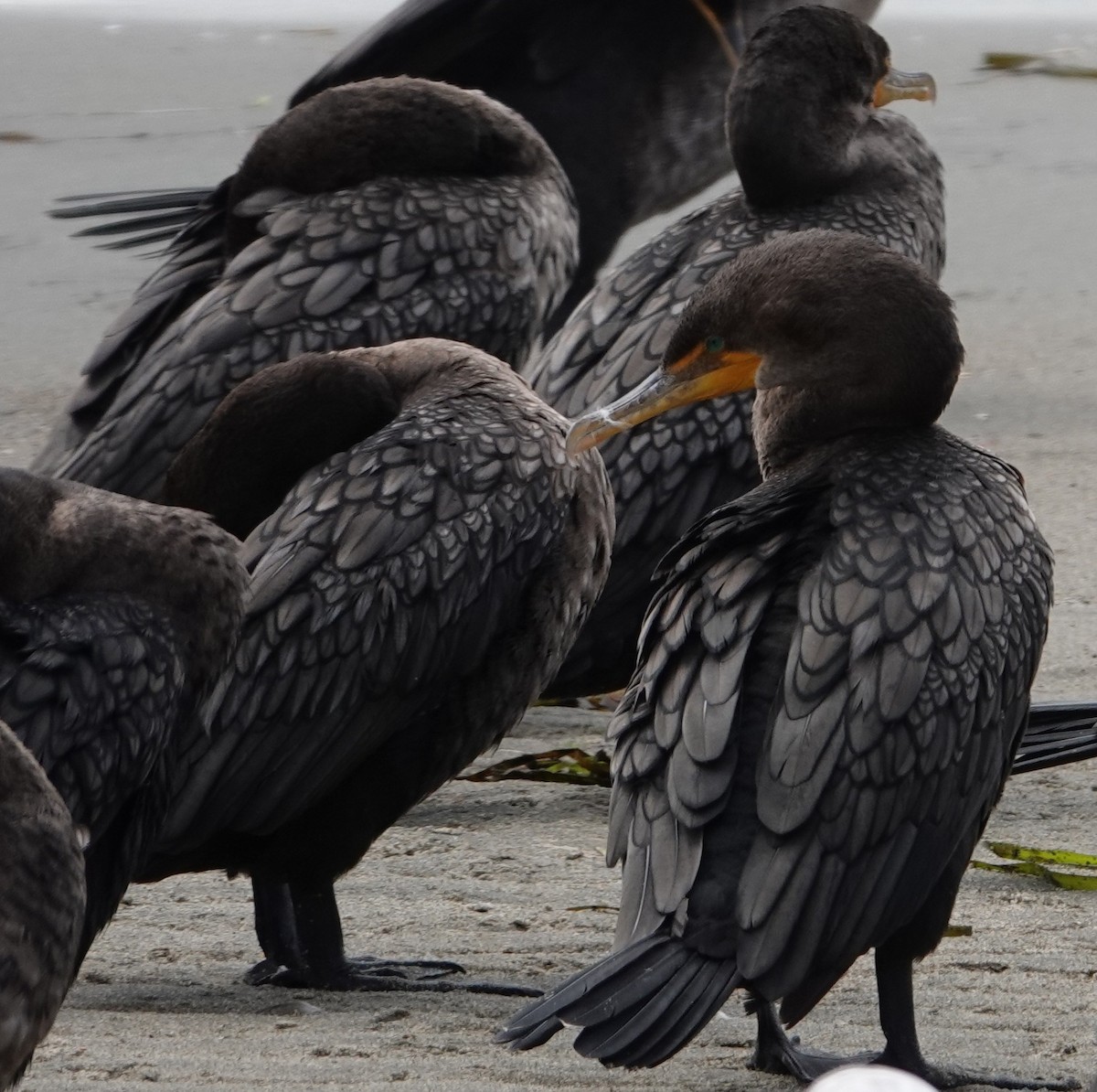 Double-crested Cormorant - ML642111472