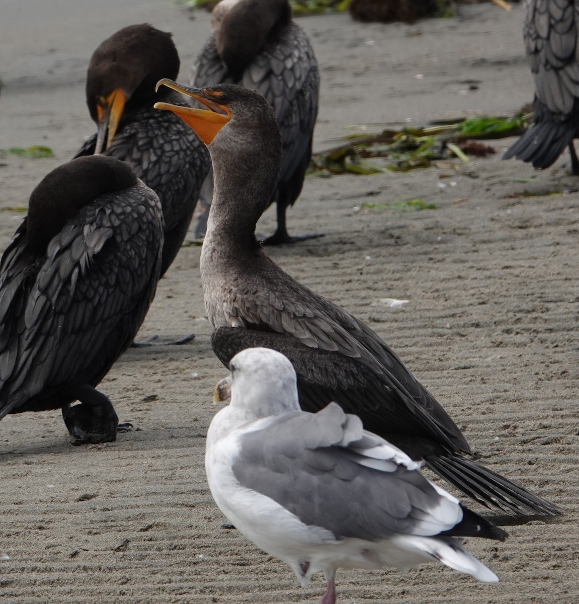 Double-crested Cormorant - ML642111473