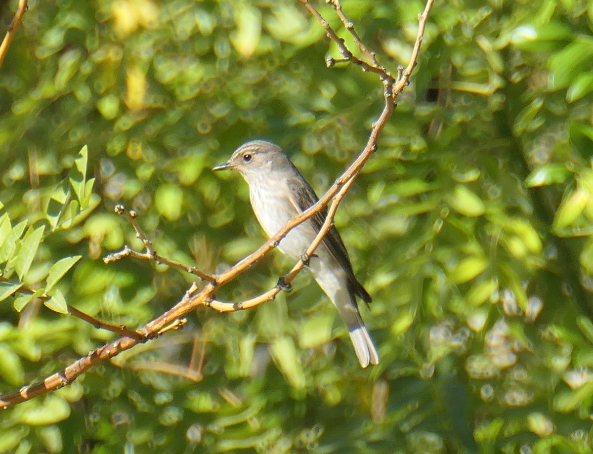 Spotted Flycatcher - ML642111497