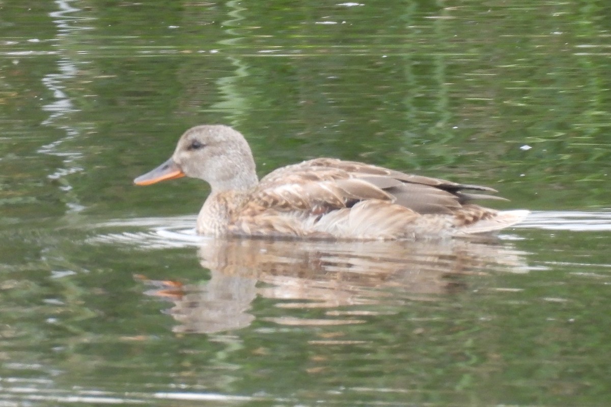 Gadwall - ML642111510