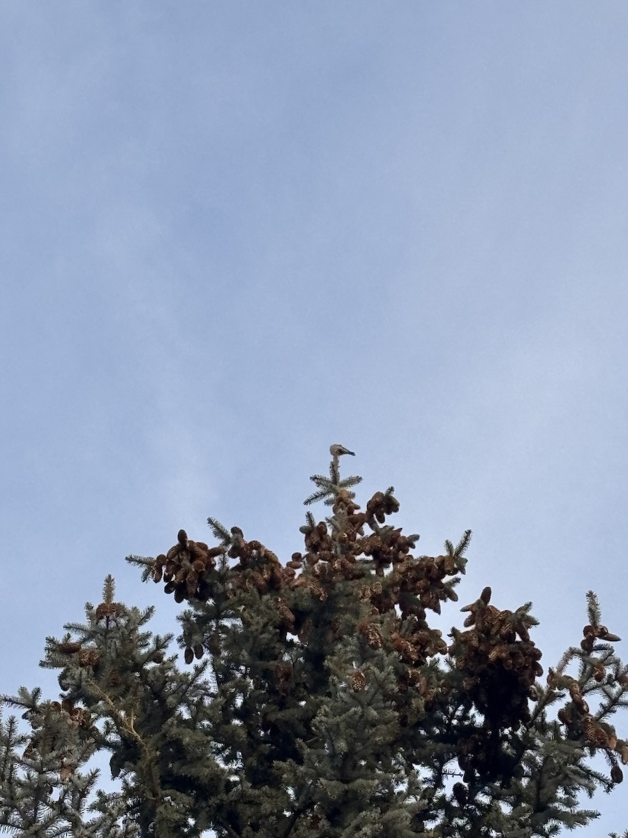 House Finch - ML642111532