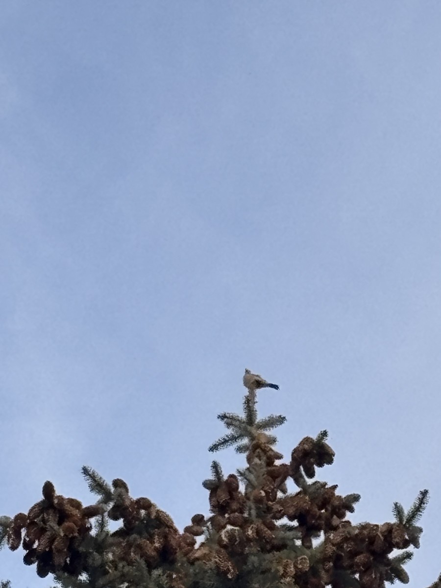 House Finch - ML642111533