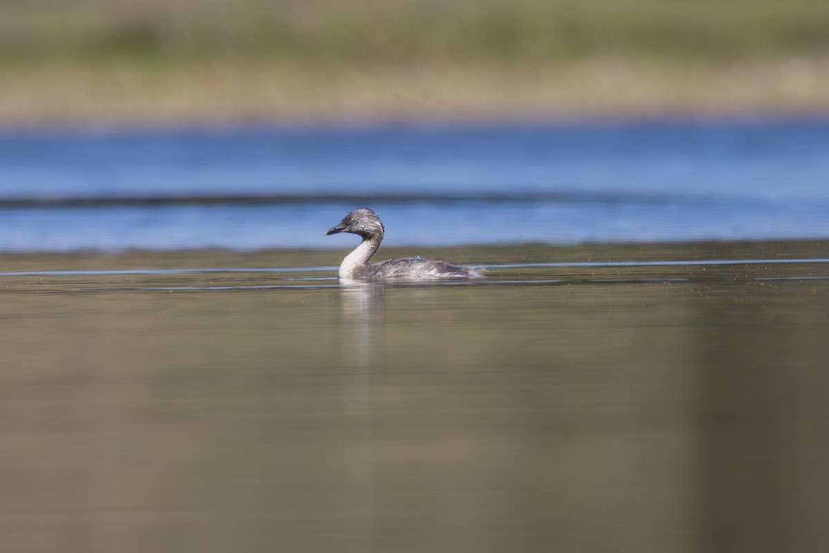 Hoary-headed Grebe - ML642111534