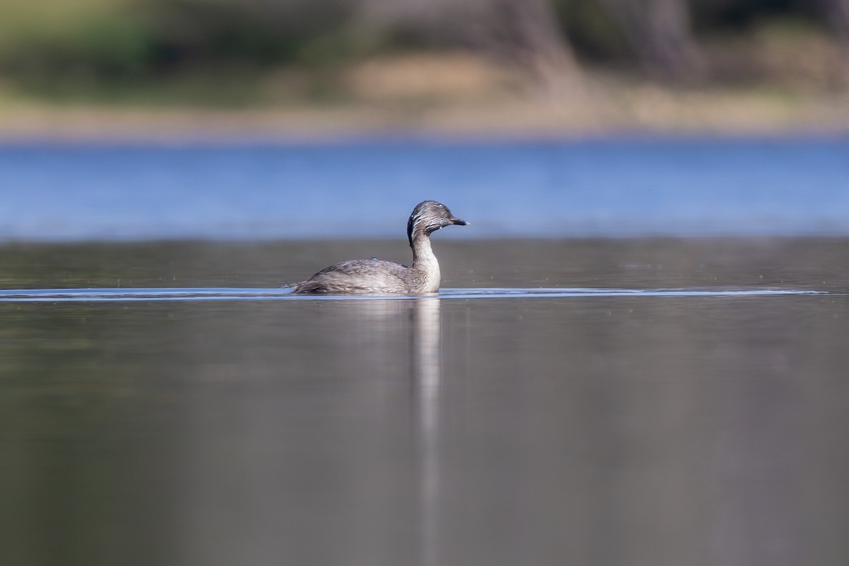 Hoary-headed Grebe - ML642111535