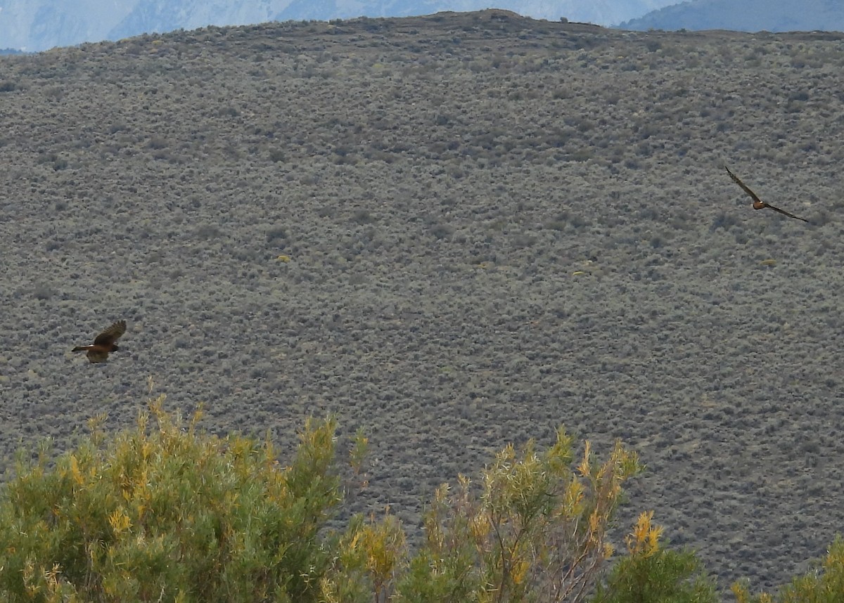 Northern Harrier - ML642111545