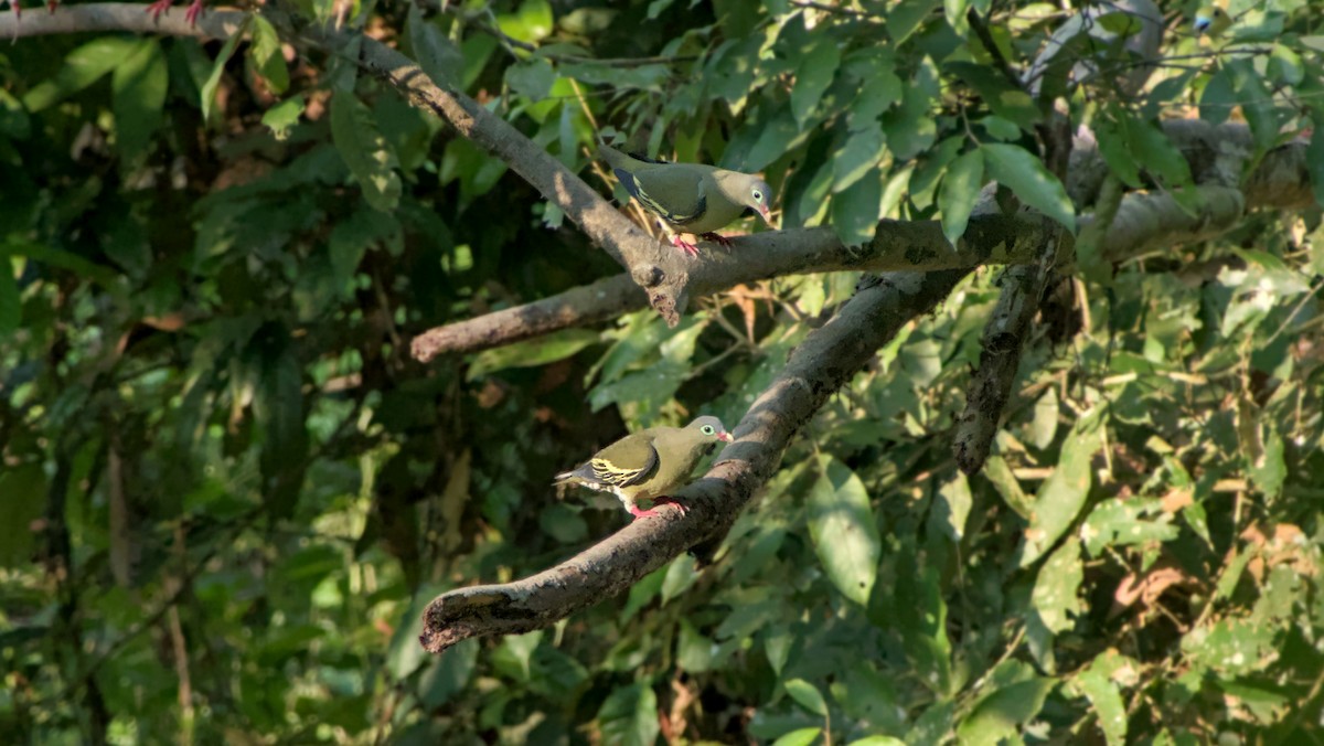 Thick-billed Green-Pigeon - ML642111560