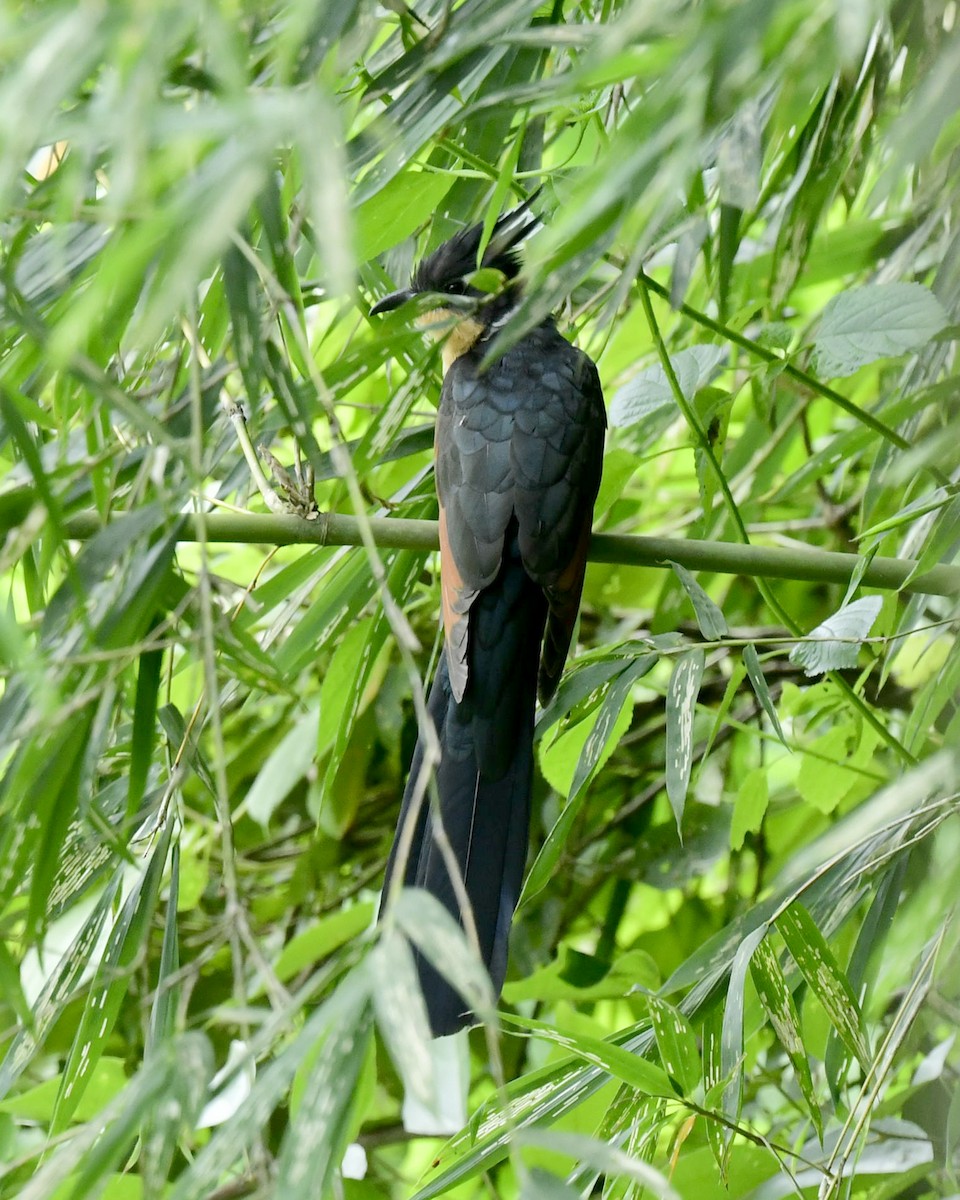 Chestnut-winged Cuckoo - ML642111564