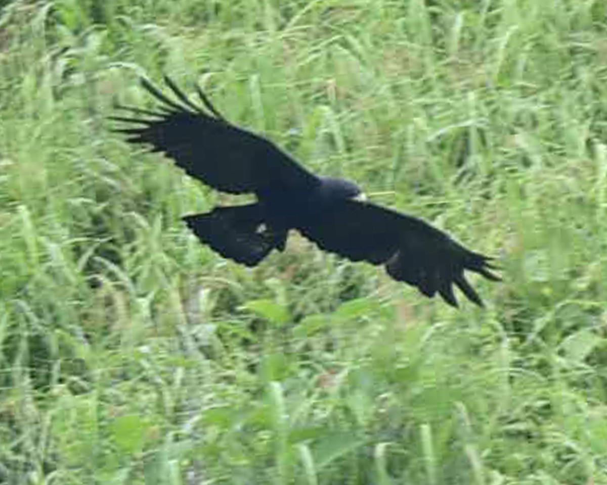 Black Eagle - ML642111566