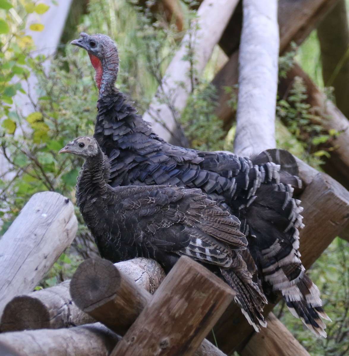 Wild Turkey - ML642111567
